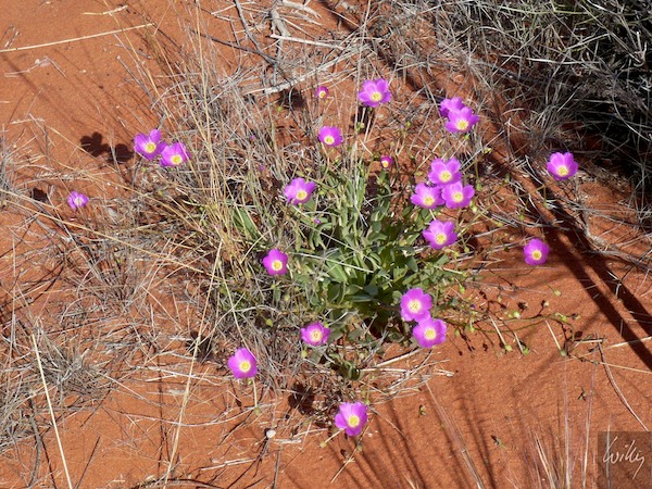 AustraliaAdelaide 10  123-1